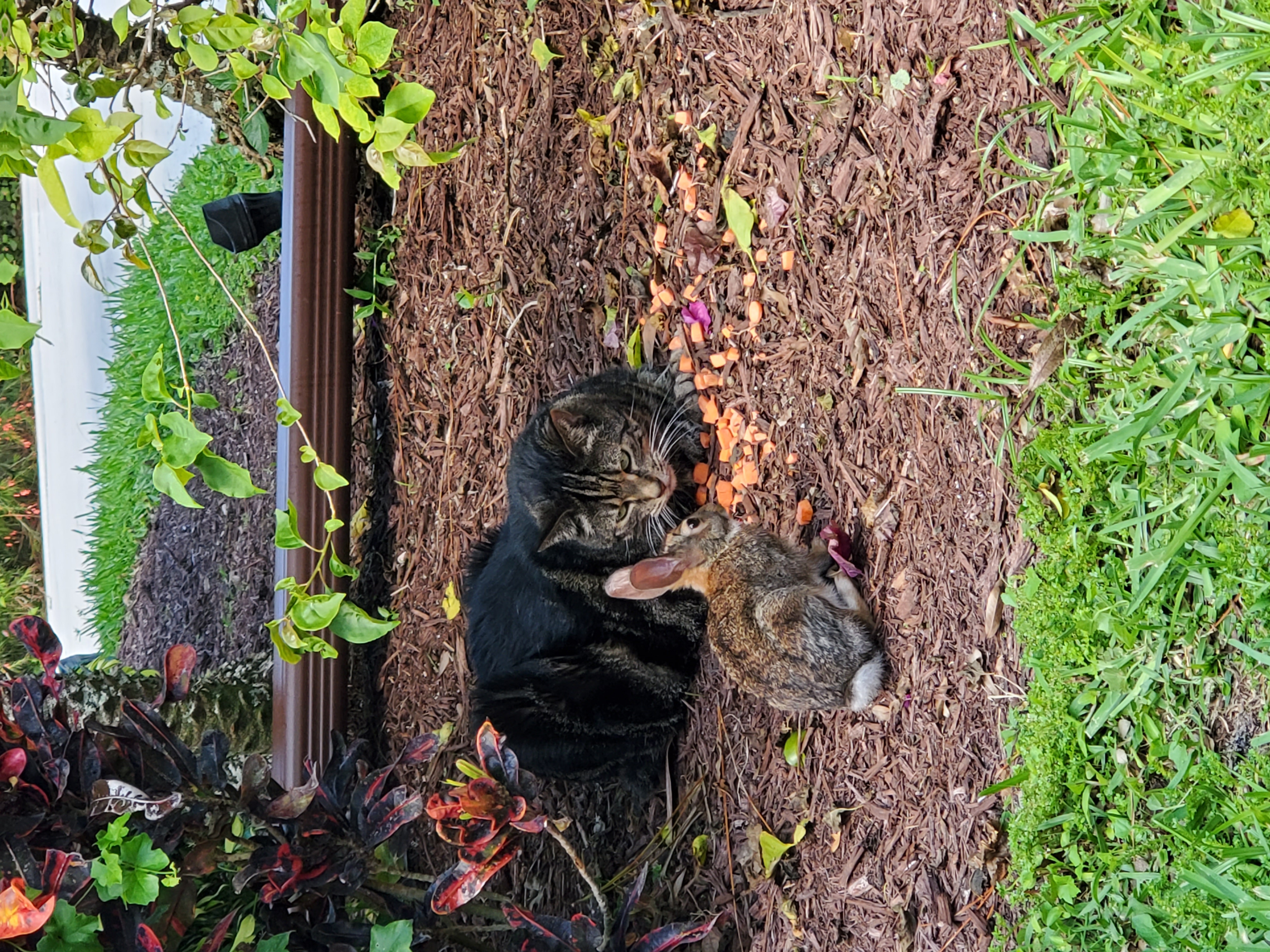 cat and rabbit.