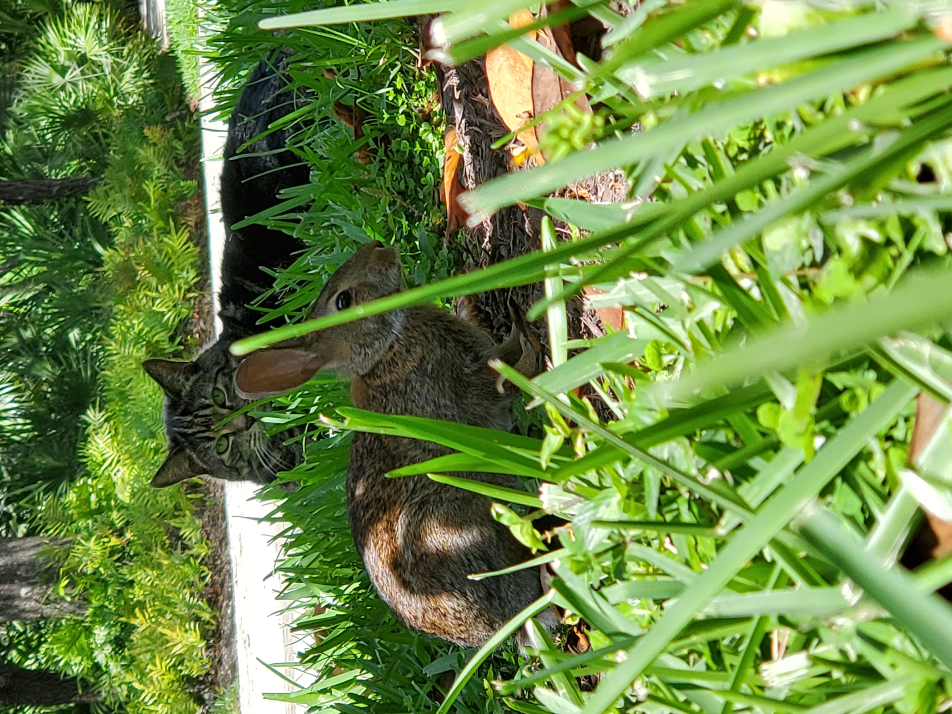 cat and rabbit.