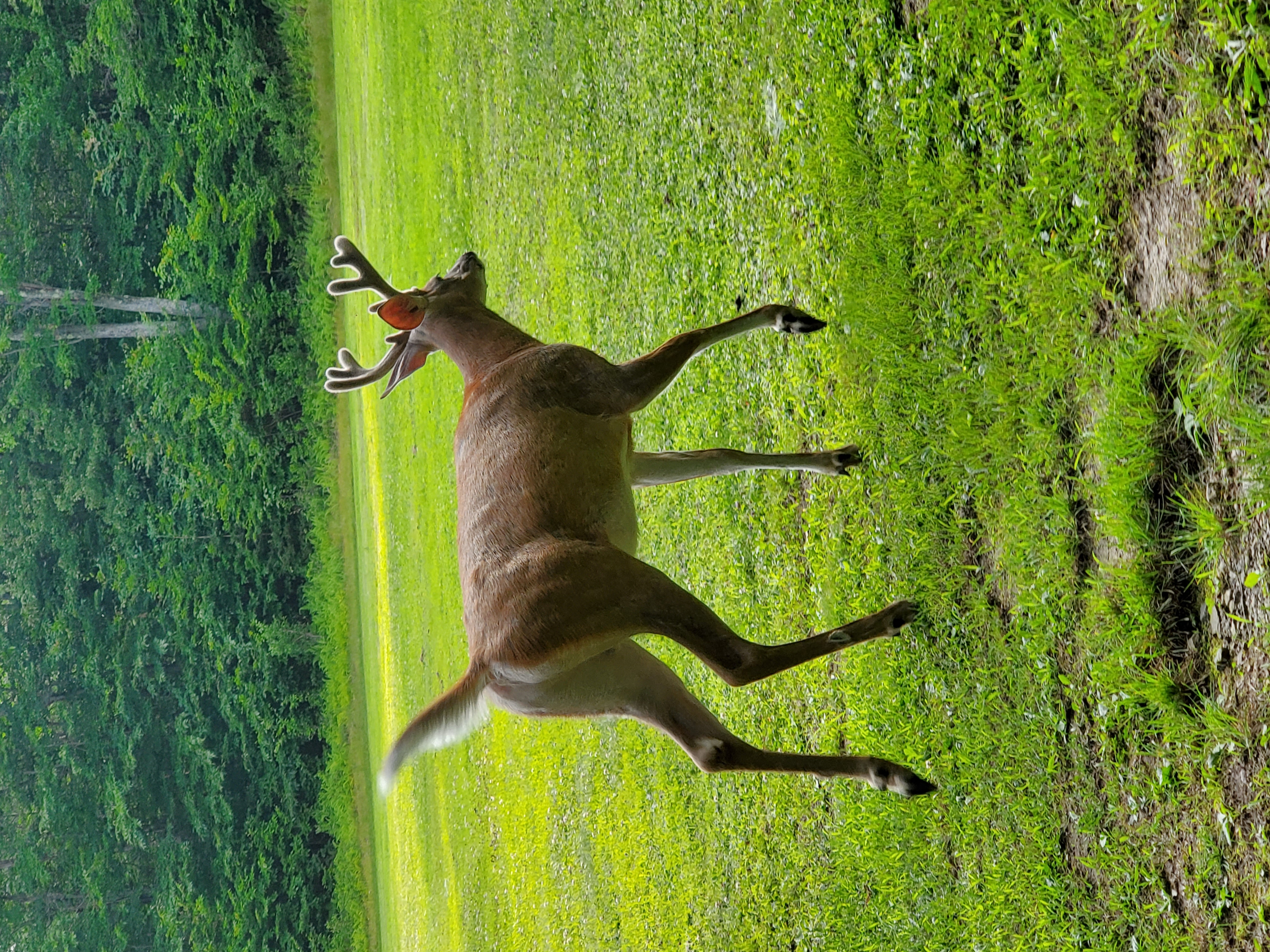 Deer.
