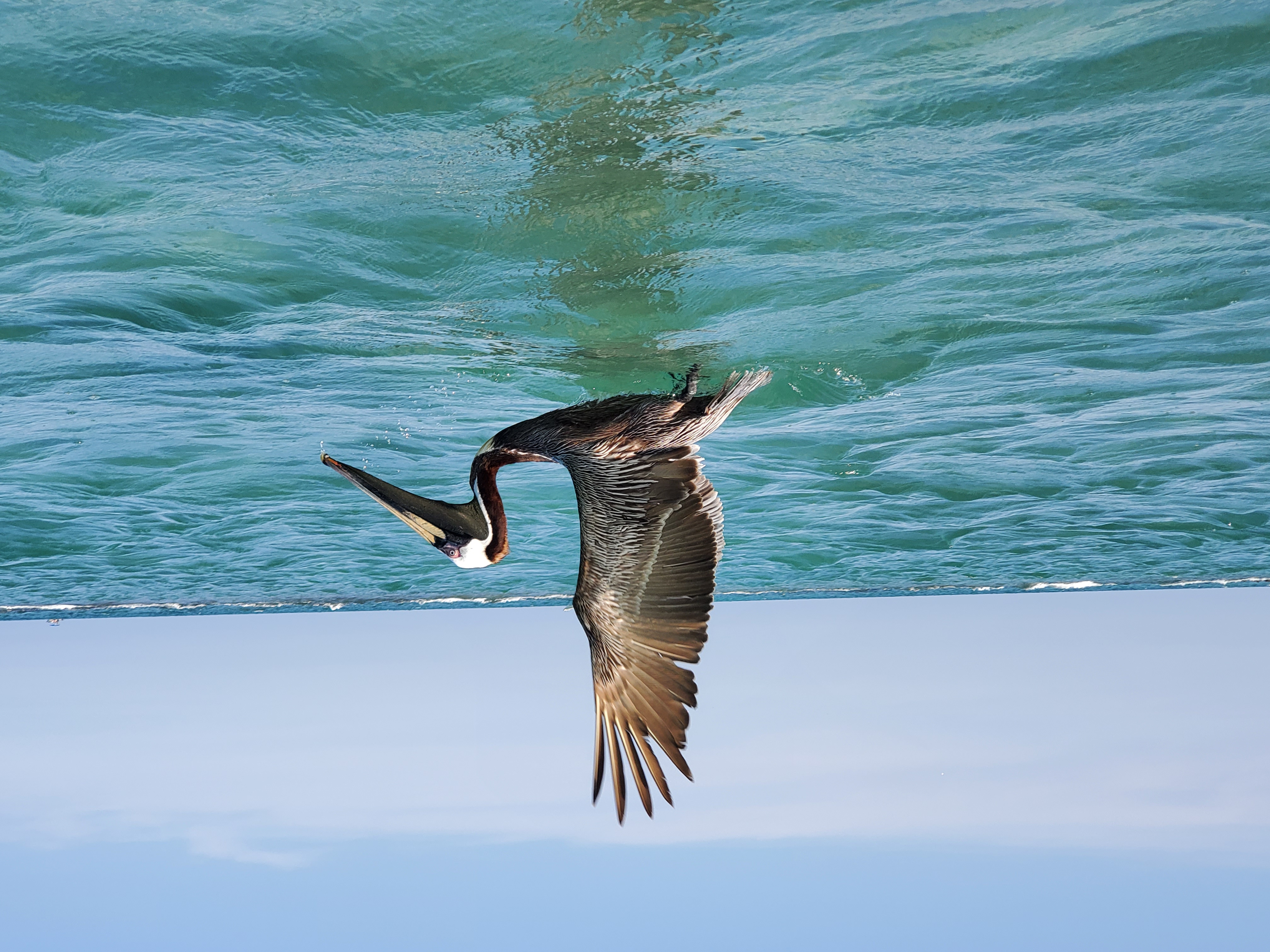 Pelican, Bathtub Reef beach, Stuart, FL.